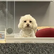 A small white dog, named Meira Casey who is the office dog, sits behind a reception counter, peering through a glass partition.